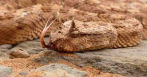 El Veneno Del Diablo 2023