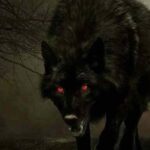 cadejo-el-perro-del-mal-historia-de-terror