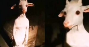 Cabras En El Bosque Historia De Terror 2023