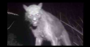 peripecia-con-un-nahual-historia-de-terror