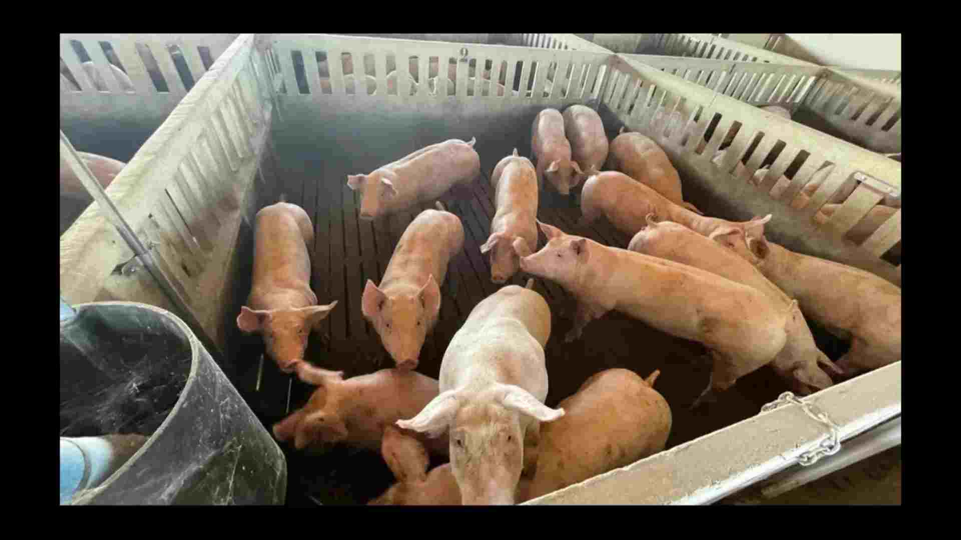 la-carne-de-los-cerdos-historia-de-terror